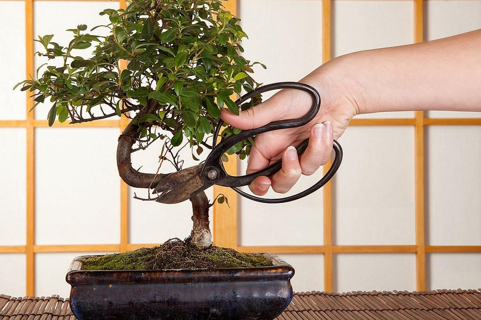 Hand using bonsai pruning shears to trim a small tree in a ceramic pot, emphasizing the importance of care and precision in gardening.