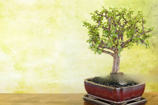 Beautiful bonsai tree in a red ceramic pot on a wooden table, showcasing the importance of soil selection for proper drainage and nutrient retention to support healthy bonsai growth.