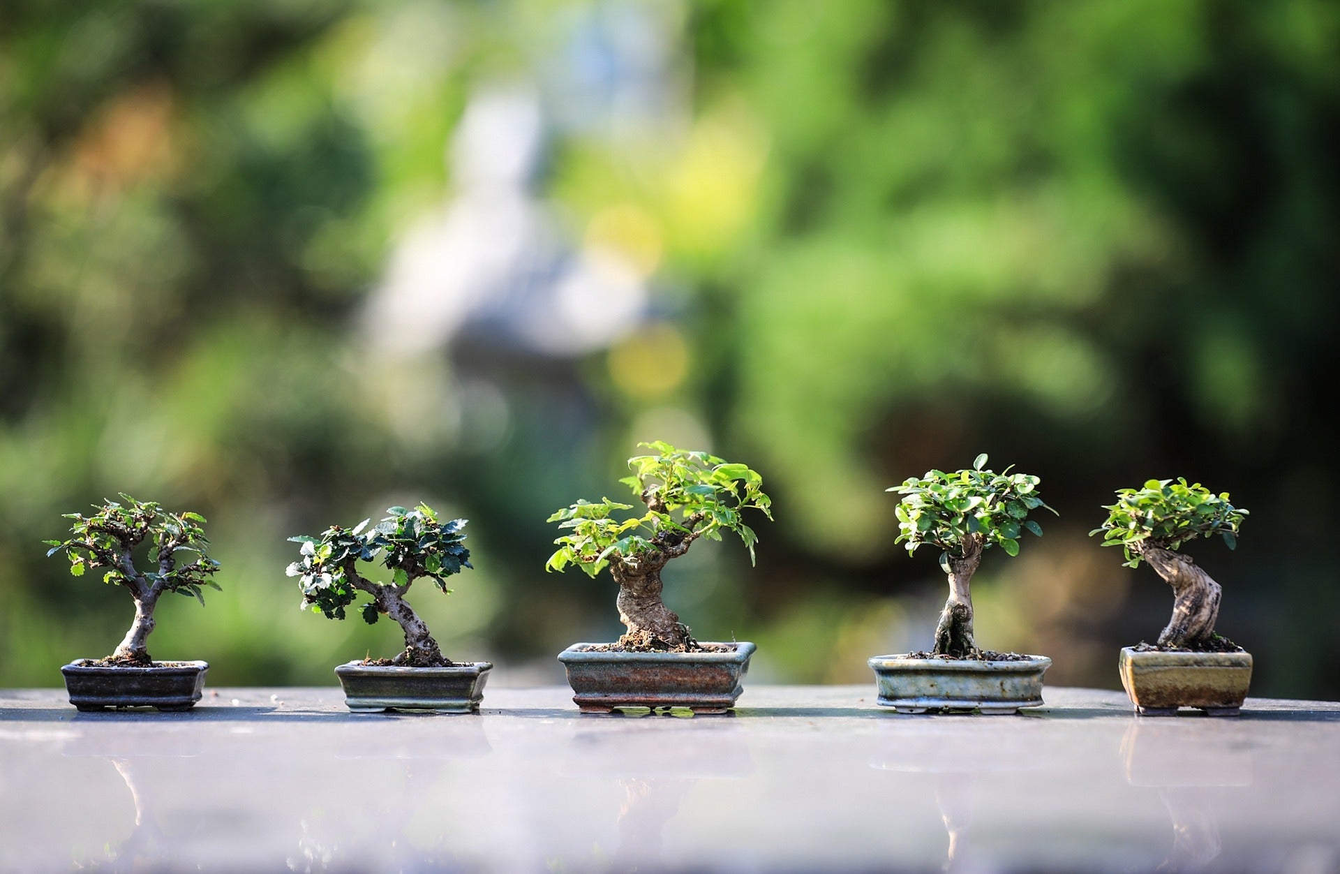 Row of miniature bonsai trees displayed outdoors, showcasing the art of bonsai for beginners