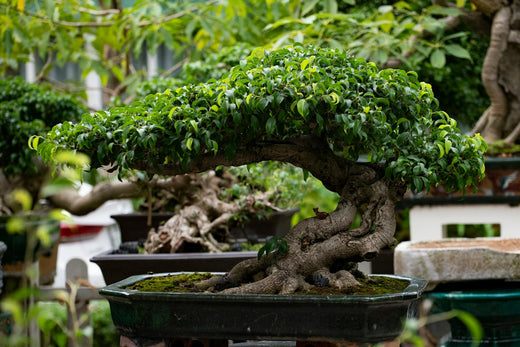 Beautiful bonsai tree in a ceramic pot, showcasing advanced plant support techniques in bonsai cultivation for shaping and maintaining its artistic structure.