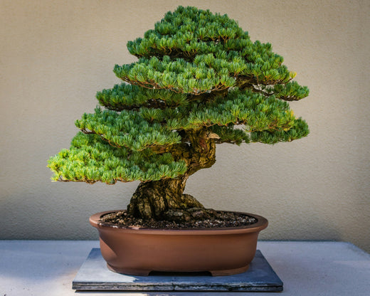 Beautiful bonsai tree with dense green foliage, debunking common bonsai myths and misconceptions