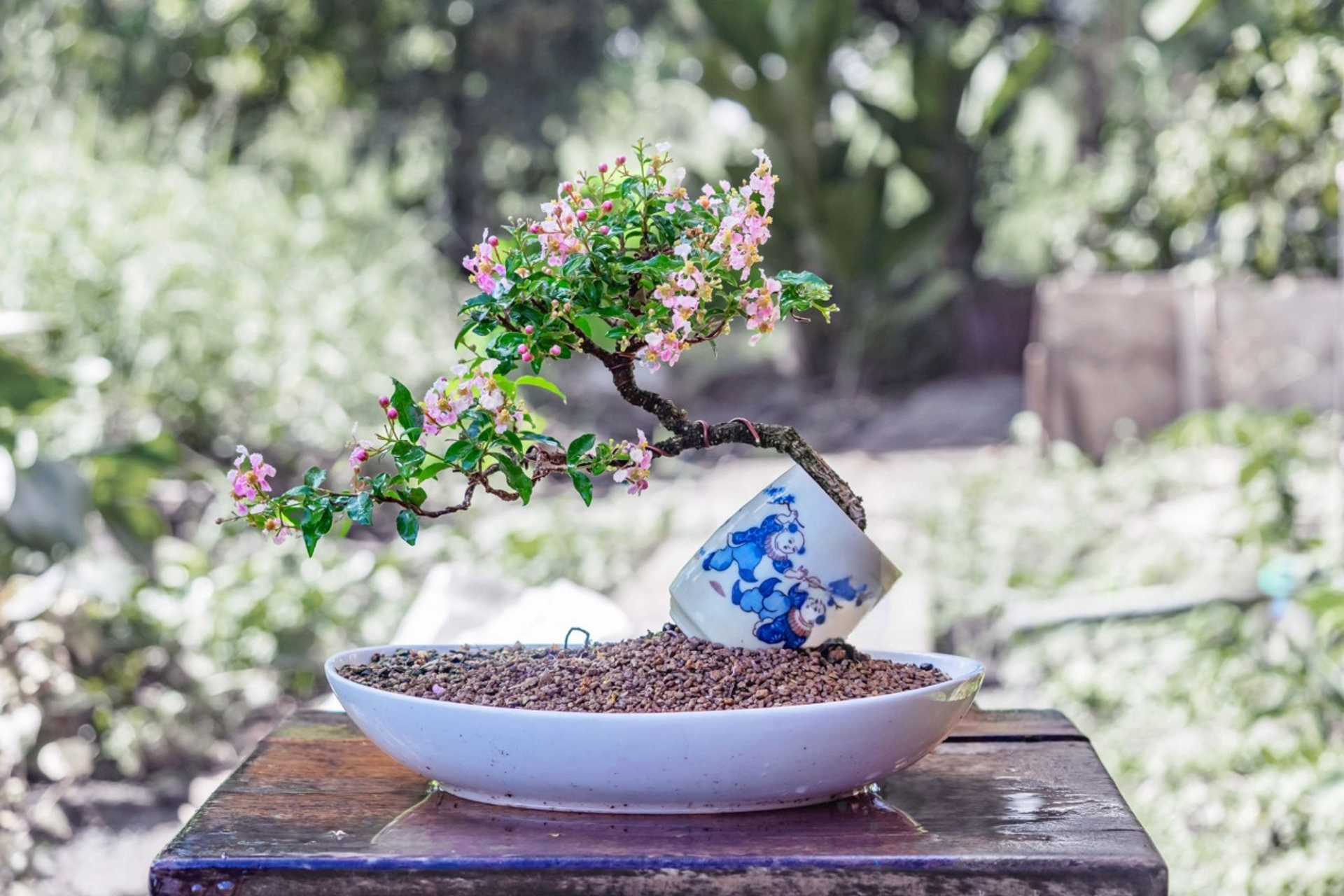 Beautiful flowering bonsai tree with delicate pink blossoms in a white ceramic pot.