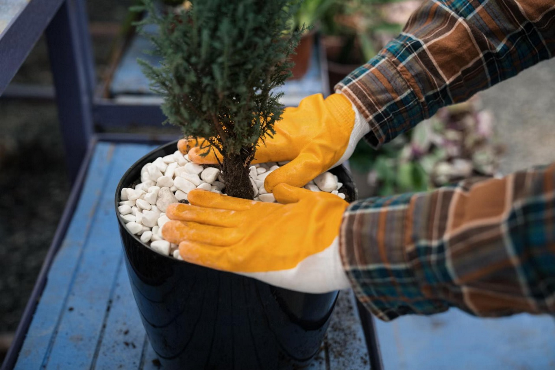 Gardener wearing orange gloves arranging white decorative stones around a small evergreen tree in a black pot, showcasing potting and landscaping techniques for home gardening.