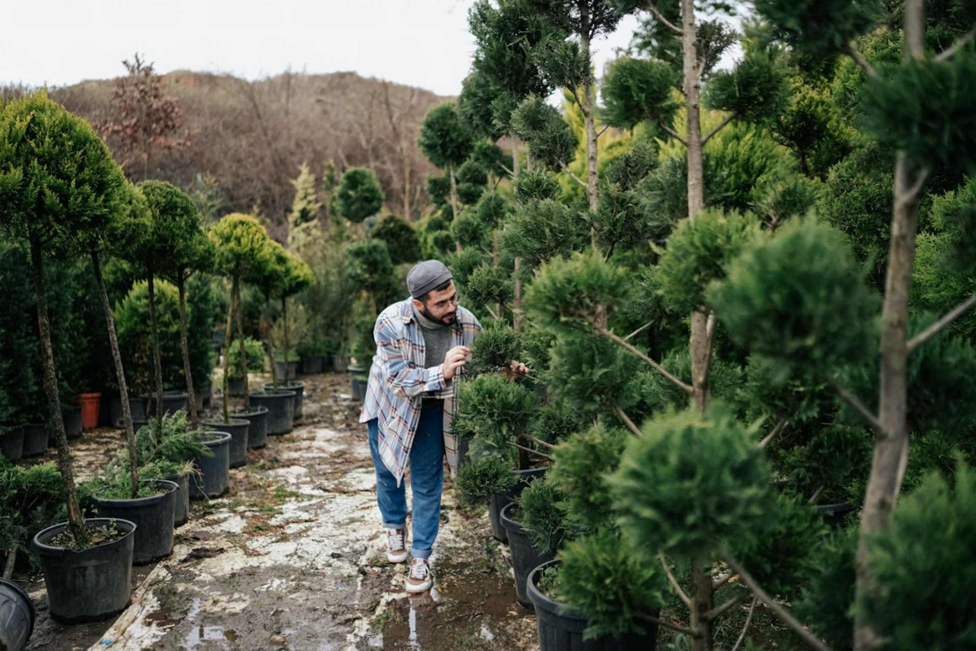 Bonsai Cultivation