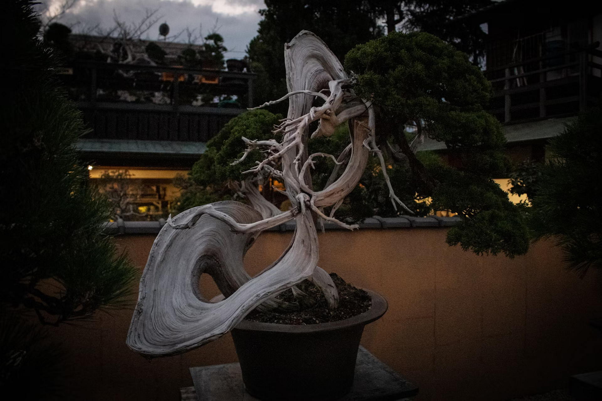 Majestic bonsai tree with intricate, weathered branches and lush green foliage, displayed in an elegant pot against a serene outdoor backdrop during dusk.