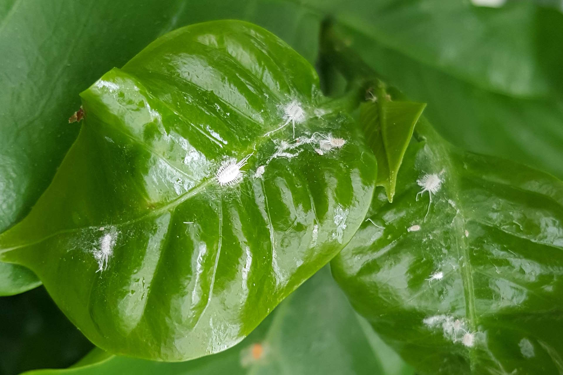 Mealybugs, common pests of bonsai trees, damaging leaves and stems if untreated.