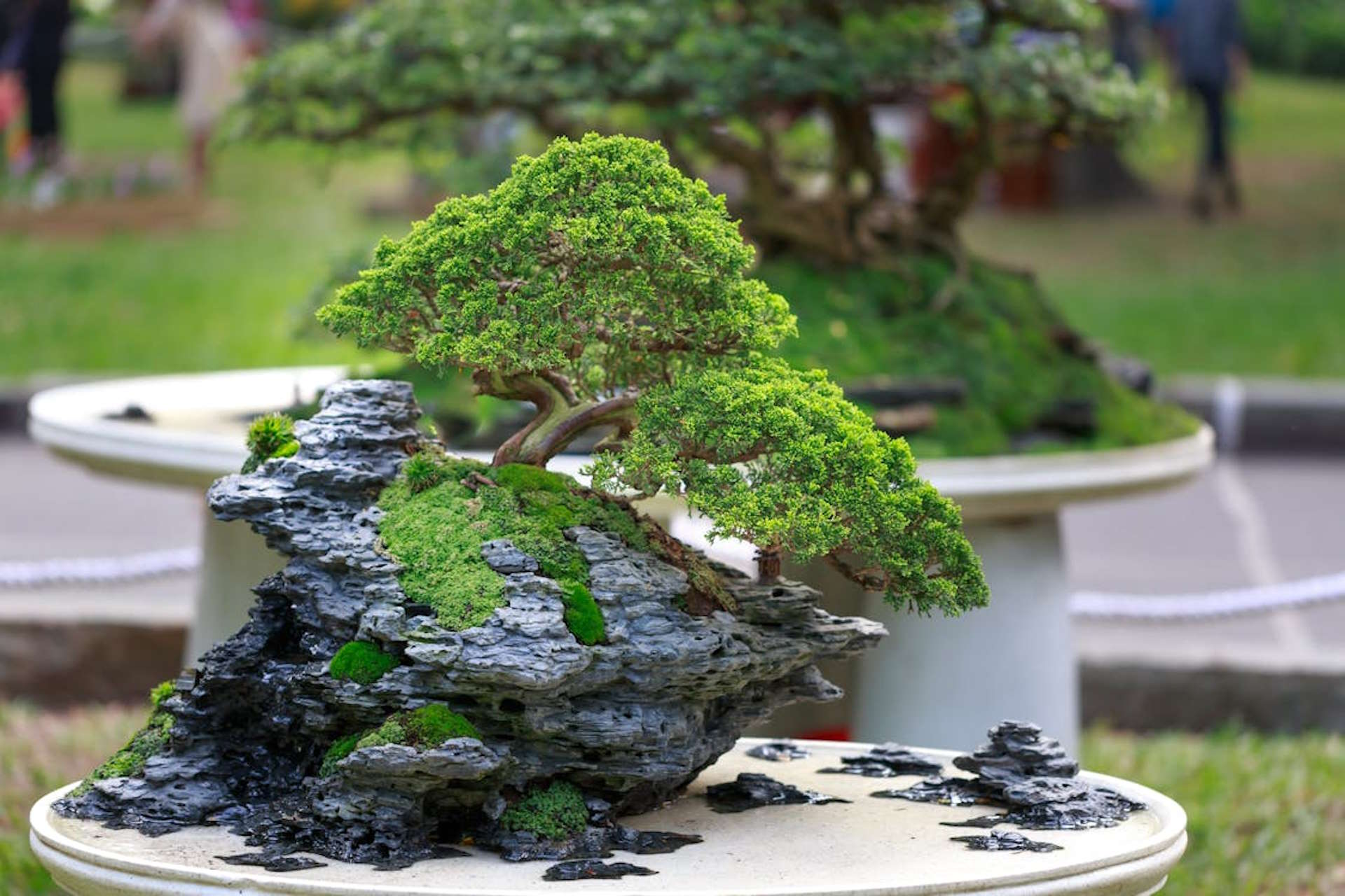 Seiryu stone, renowned for its striking appearance and unique texture, used in bonsai and aquascaping.