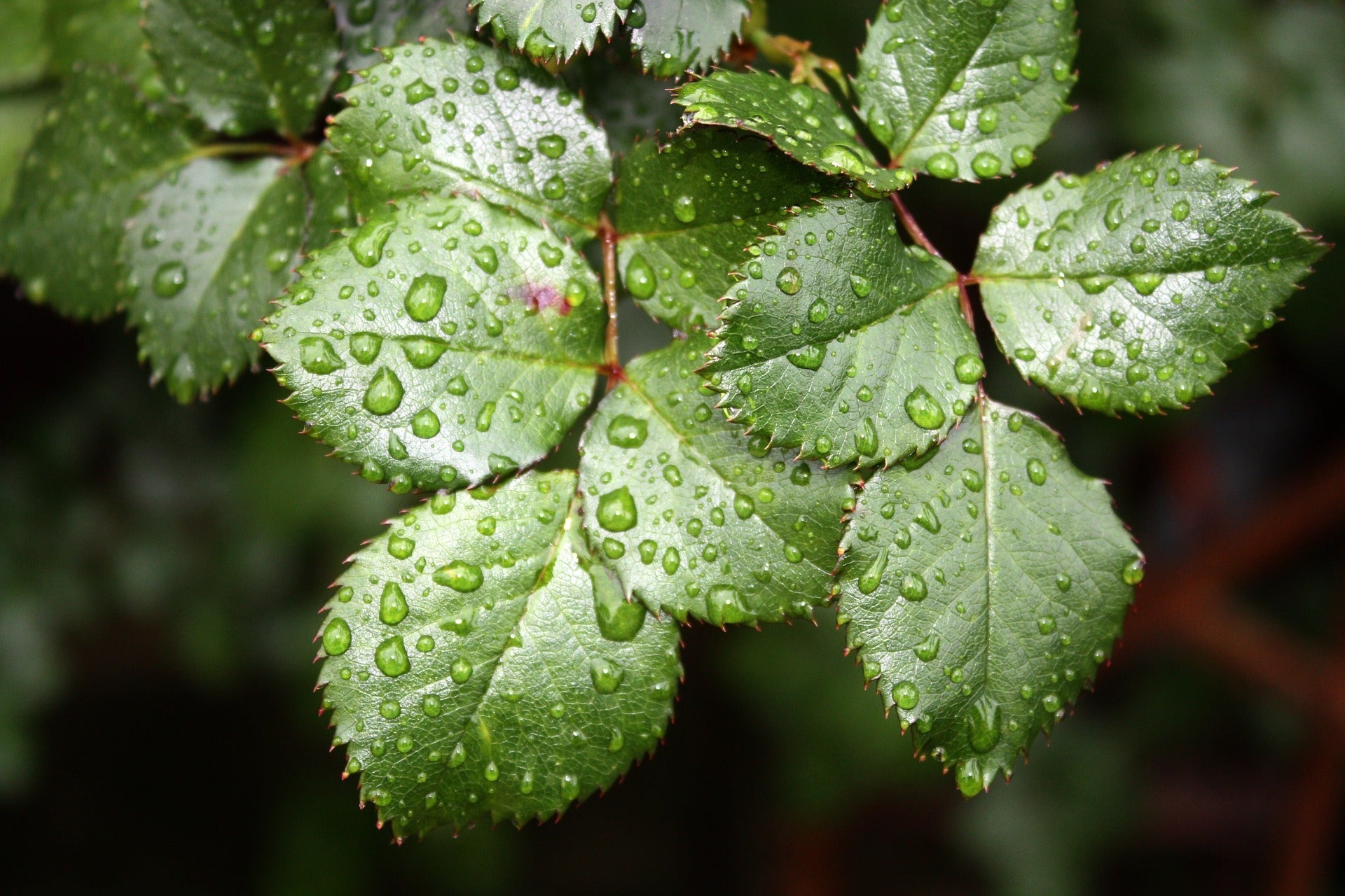 Close-up of green leaves with jagged edges covered in water droplets, showcasing the natural texture and moisture retention on the leaf surface