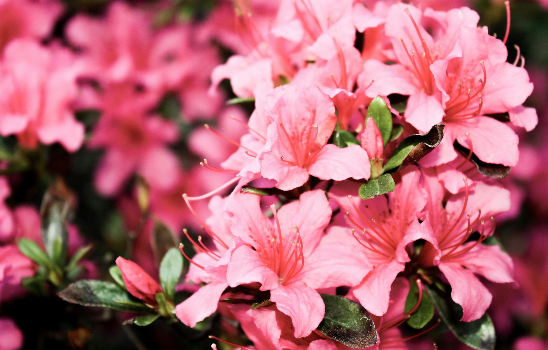 Azalea bonsai