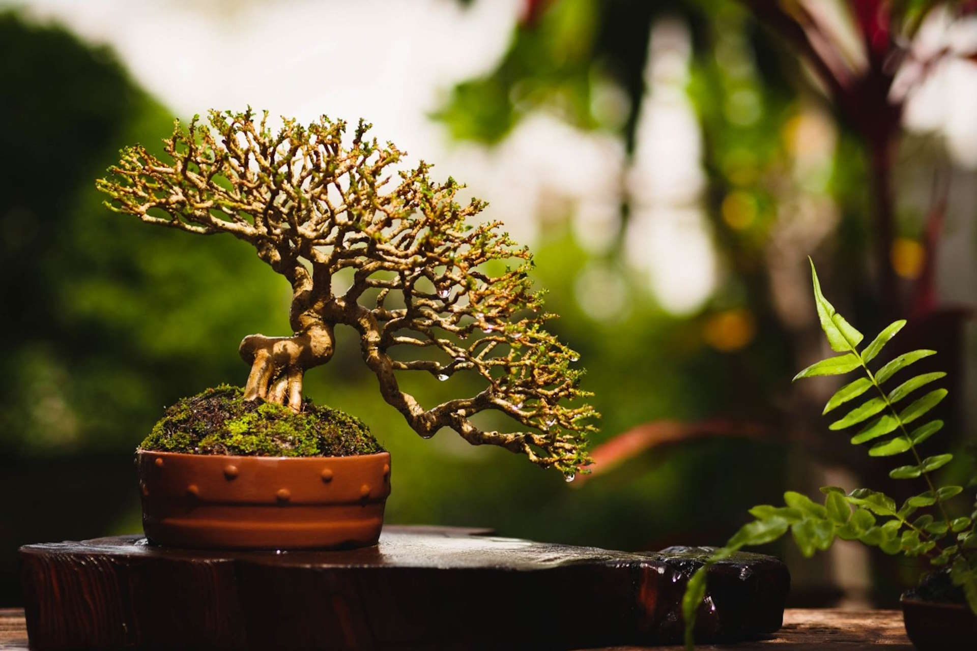 Bonsai trees hold a special place in gardening, symbolizing harmony and patience.