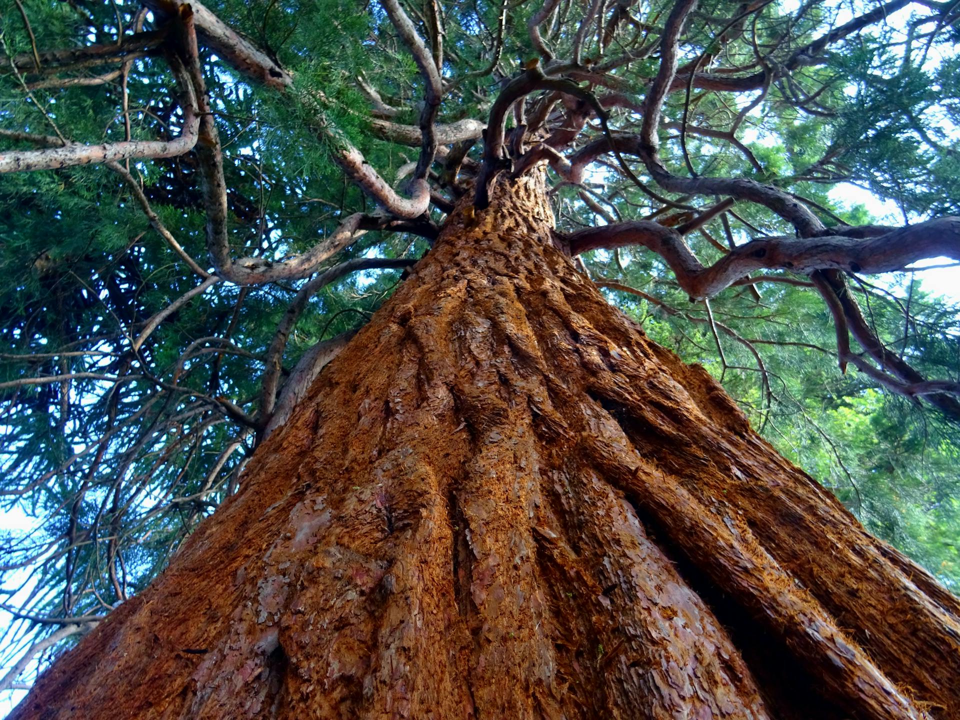 Big bonsai tree