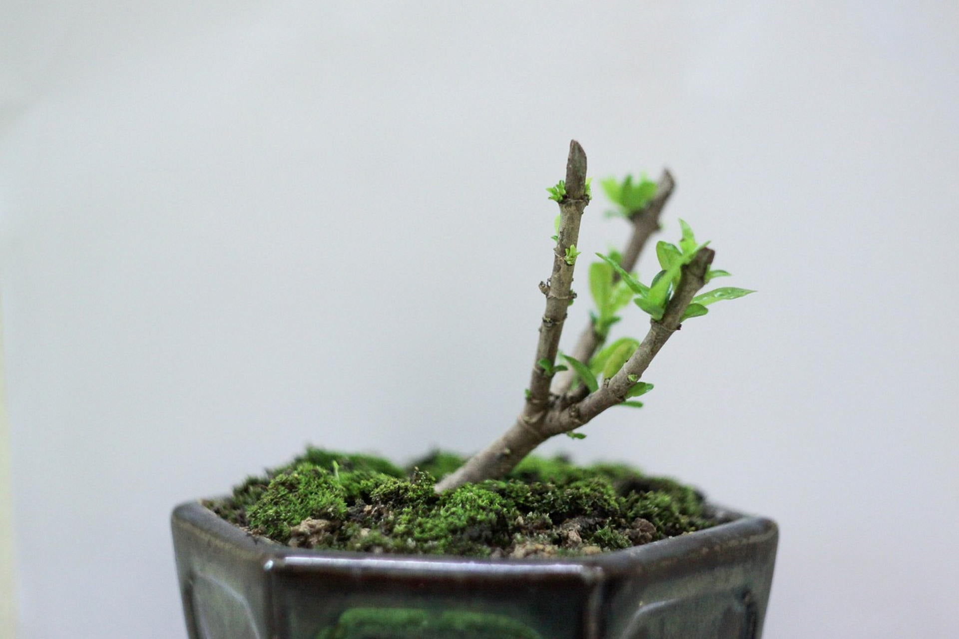 Young bonsai tree with fresh green leaves in a ceramic pot.