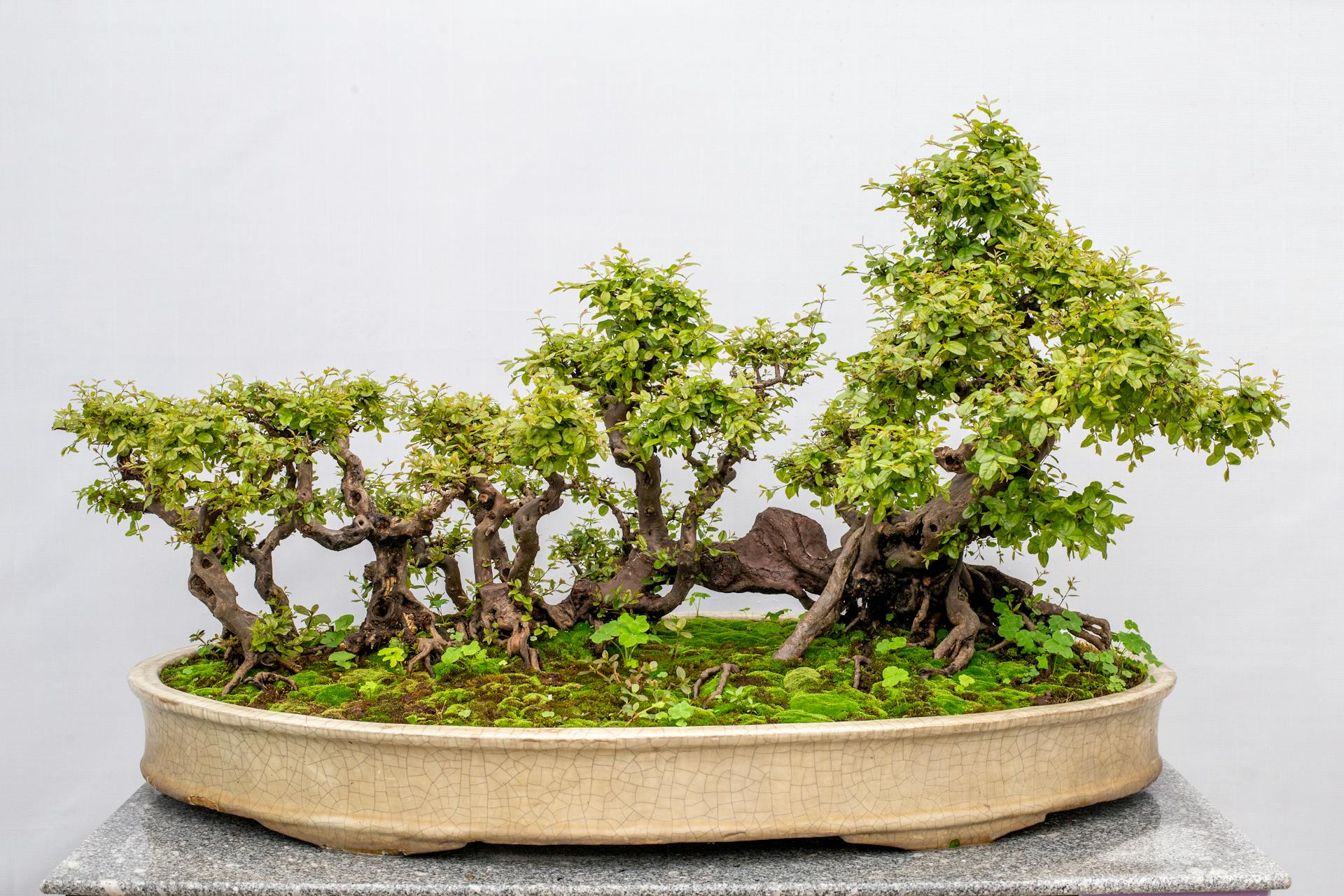 Bonsai forest