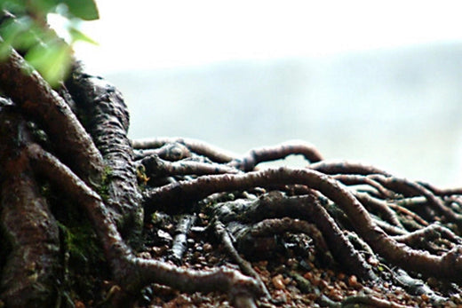 Close-up of intricate bonsai tree roots sprawling over soil, highlighting the natural beauty and artistic cultivation of bonsai trees.