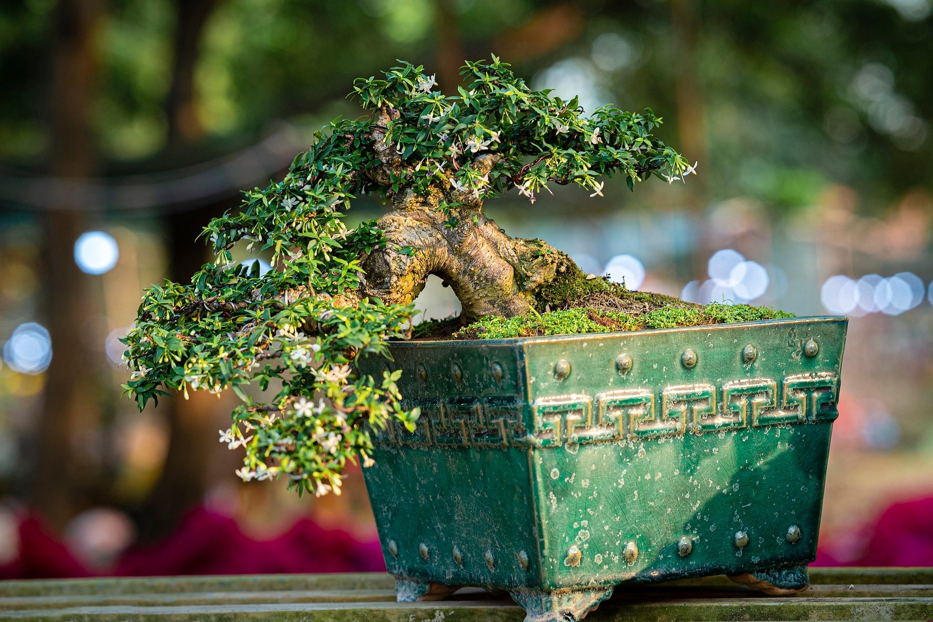 Bonsai tools