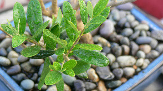 Surprise Them with Living Art: How to Gift the Perfect Bonsai