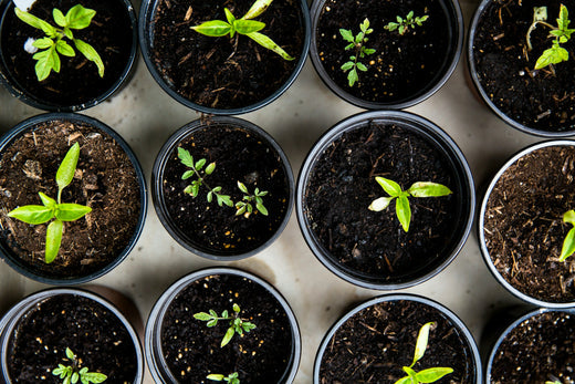 How Long Does It Take for a Bonsai Tree to Grow?