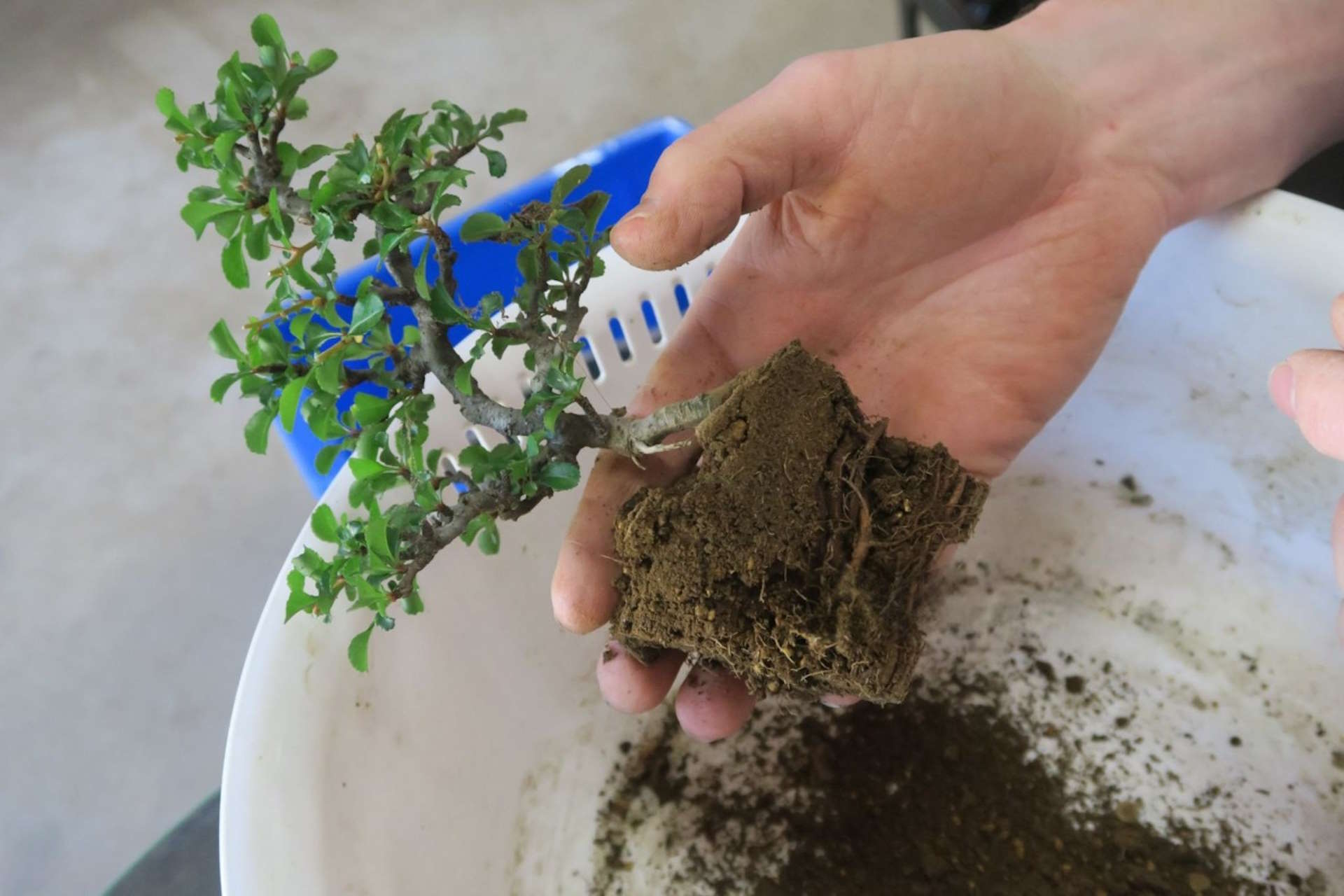 Soil pH is a crucial aspect of bonsai care, influencing tree health and growth.