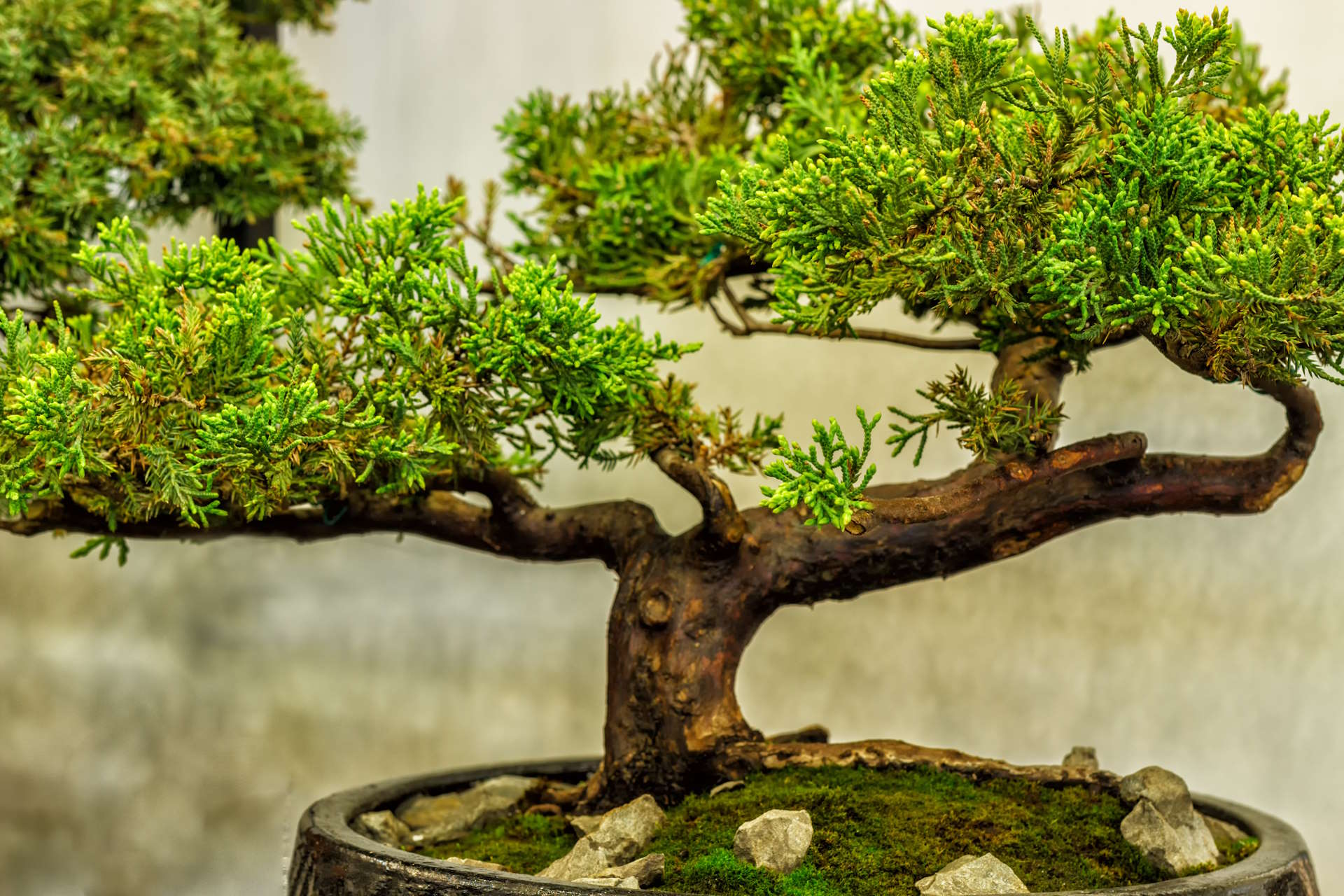 Fertilizer supplements play a crucial role in the cultivation and maintenance of bonsai trees, providing essential nutrients for healthy growth, vibrant foliage, and long-term vitality.