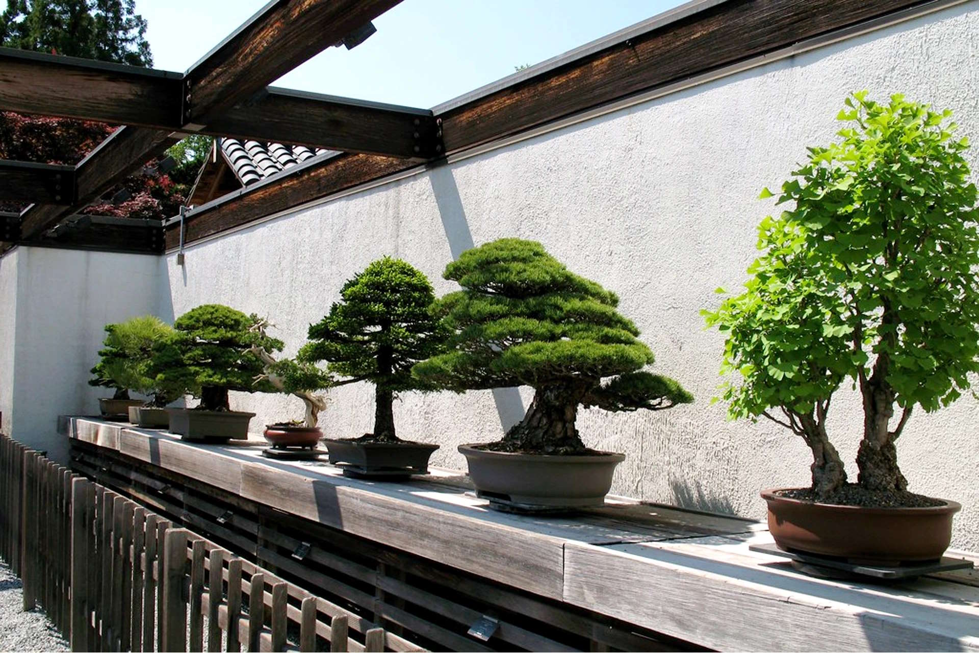 Green bonsai leaves on display, showcasing healthy growth and vibrant coloration, highlighting key aspects of bonsai cultivation and leaf care.