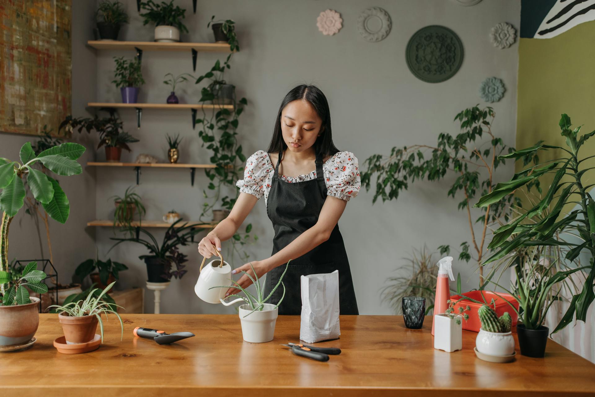 Bonsai watering and lighting