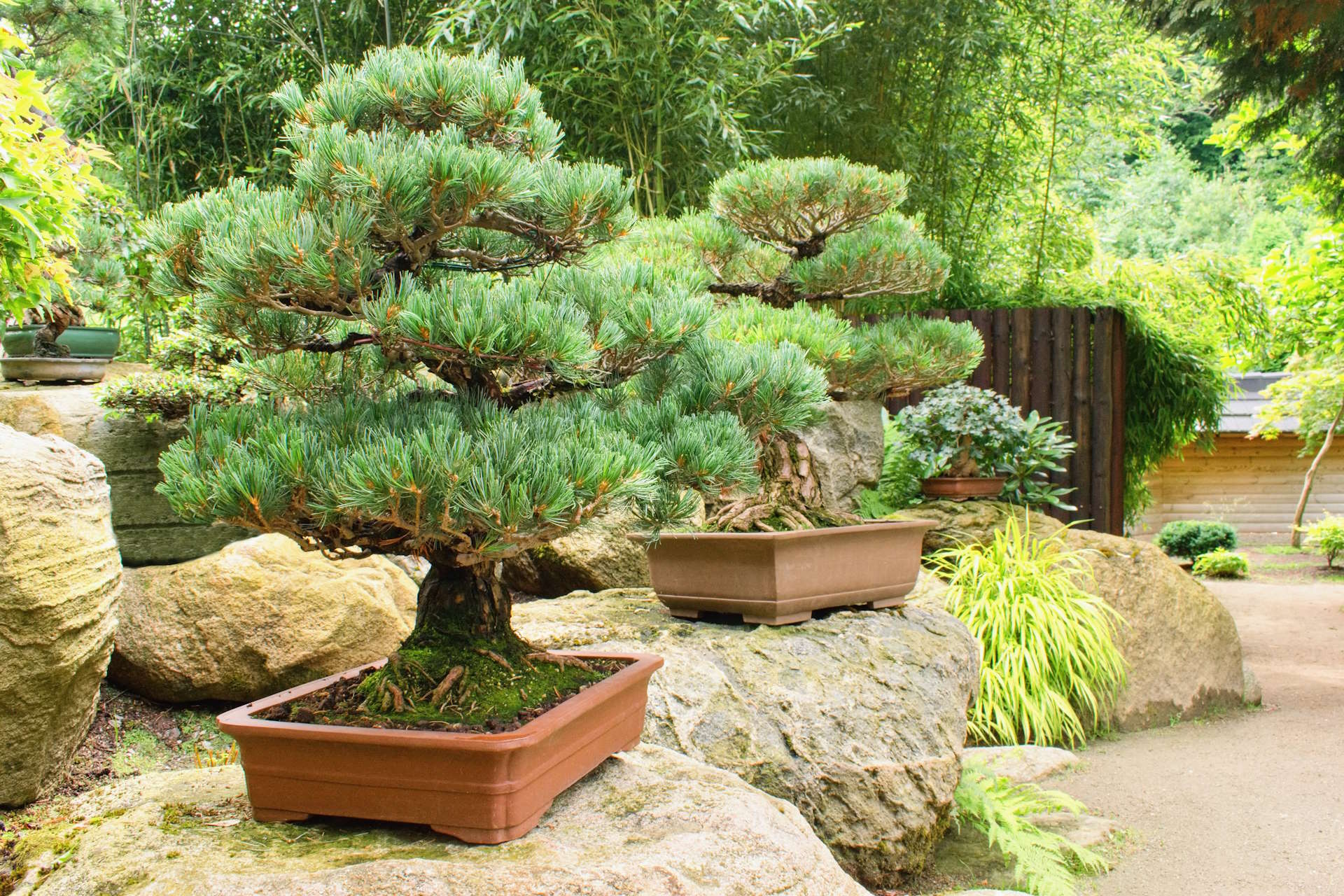 Illustration of capillary action in bonsai cultivation, highlighting how water moves through the roots to support the tree's growth and vitality.