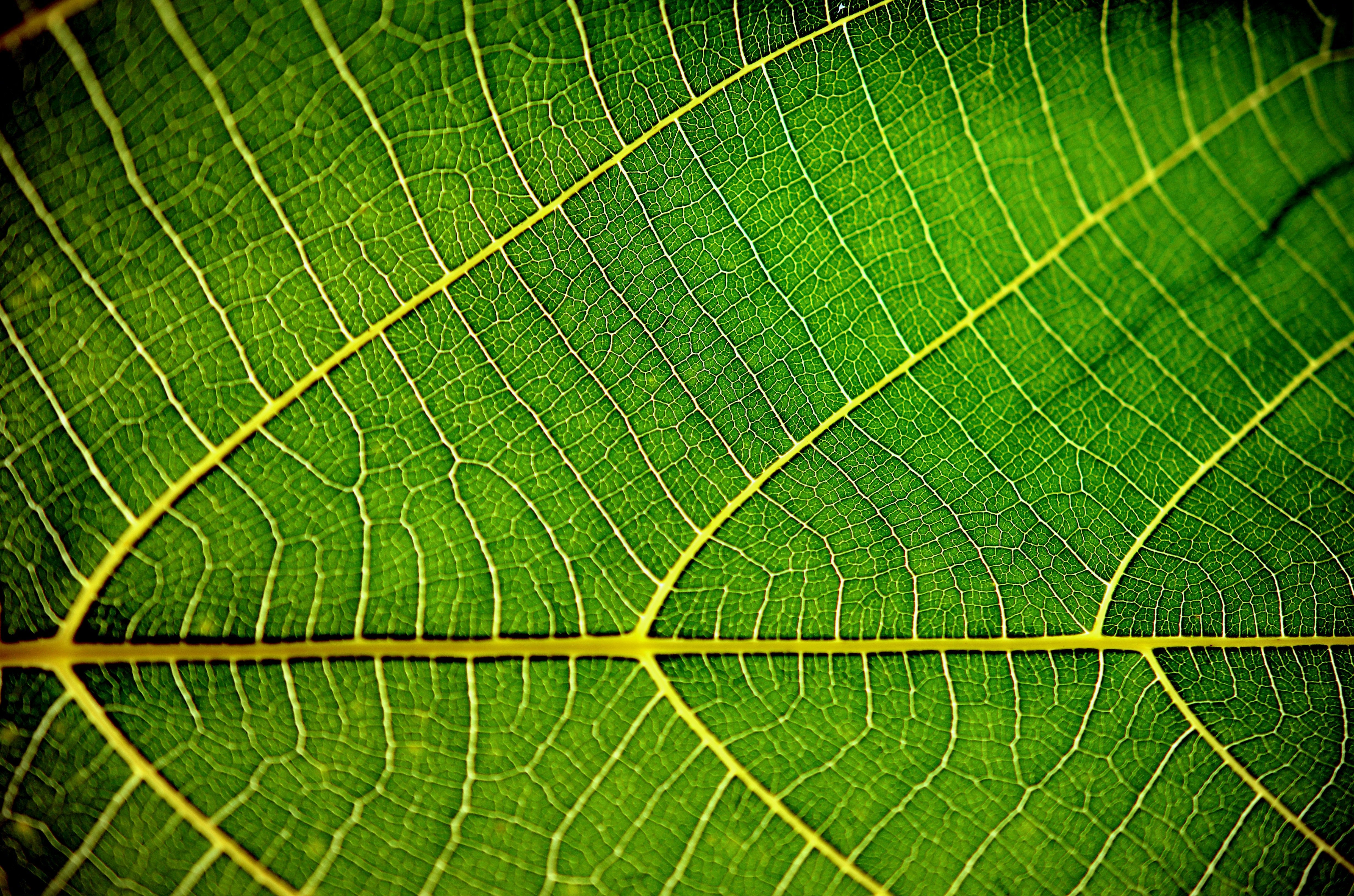 Close-up view of a vibrant green leaf, highlighting the detailed vein structure and showcasing the presence of chlorophyll, essential for the photosynthesis process in plants