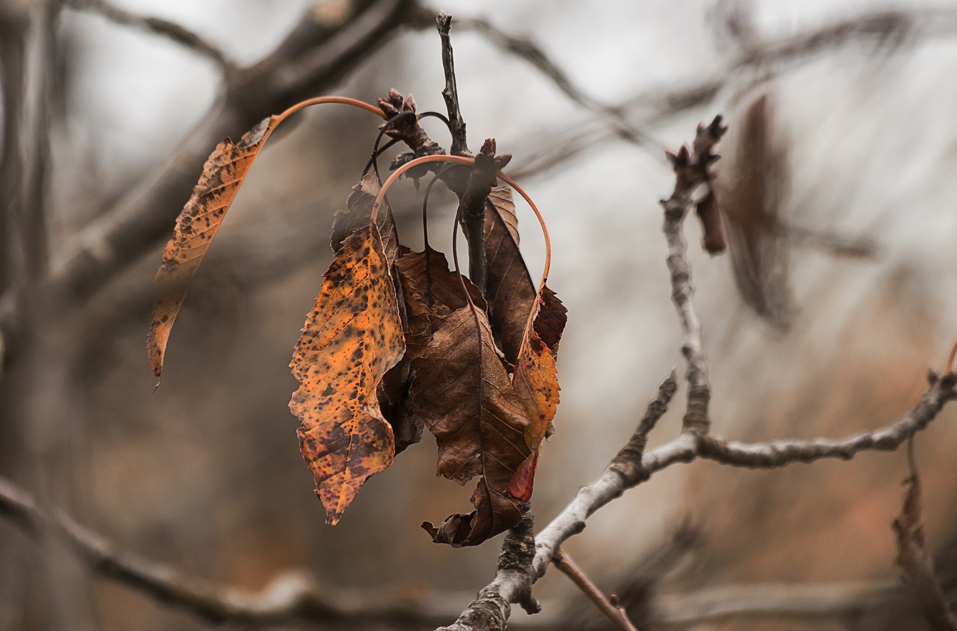 Dead leaves