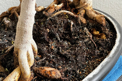 Close-up view of bonsai tree roots and soil, highlighting proper care and maintenance techniques for healthy growth.