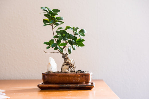 Can Any Tree Be a Bonsai?