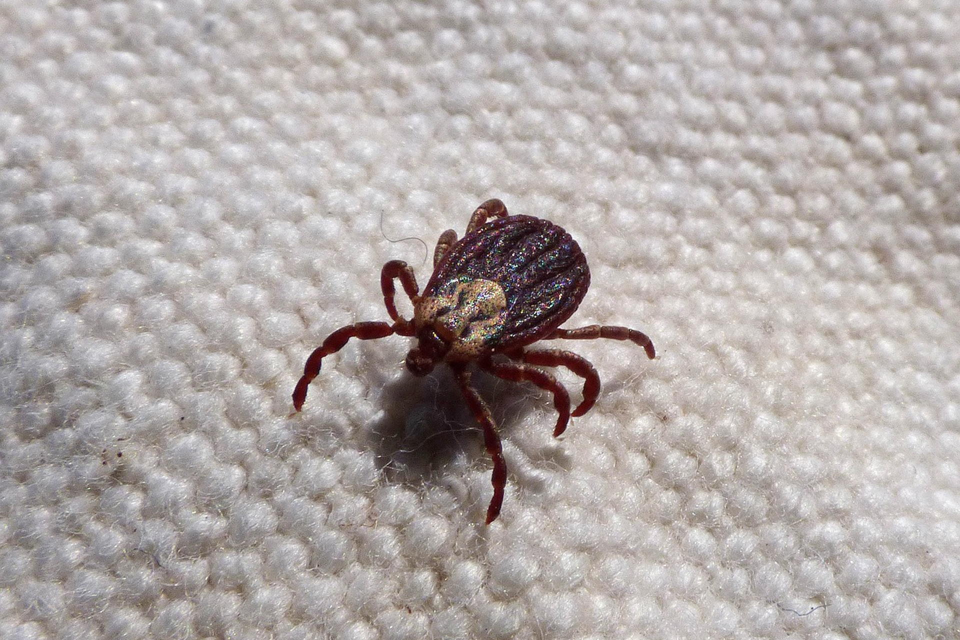 Close-up of a brown tick on a textured fabric surface, highlighting its detailed anatomy and the importance of pest prevention and control.