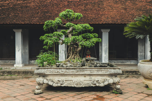 5 Reasons to Grow a Bonsai Tree