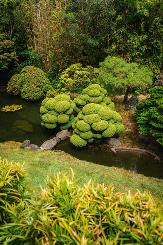 Top 10 Bonsai Species for Beginners (and How to Grow Them)