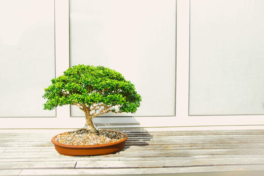 Indoor vs. Outdoor Bonsai: Pros, Cons, and Key Differences