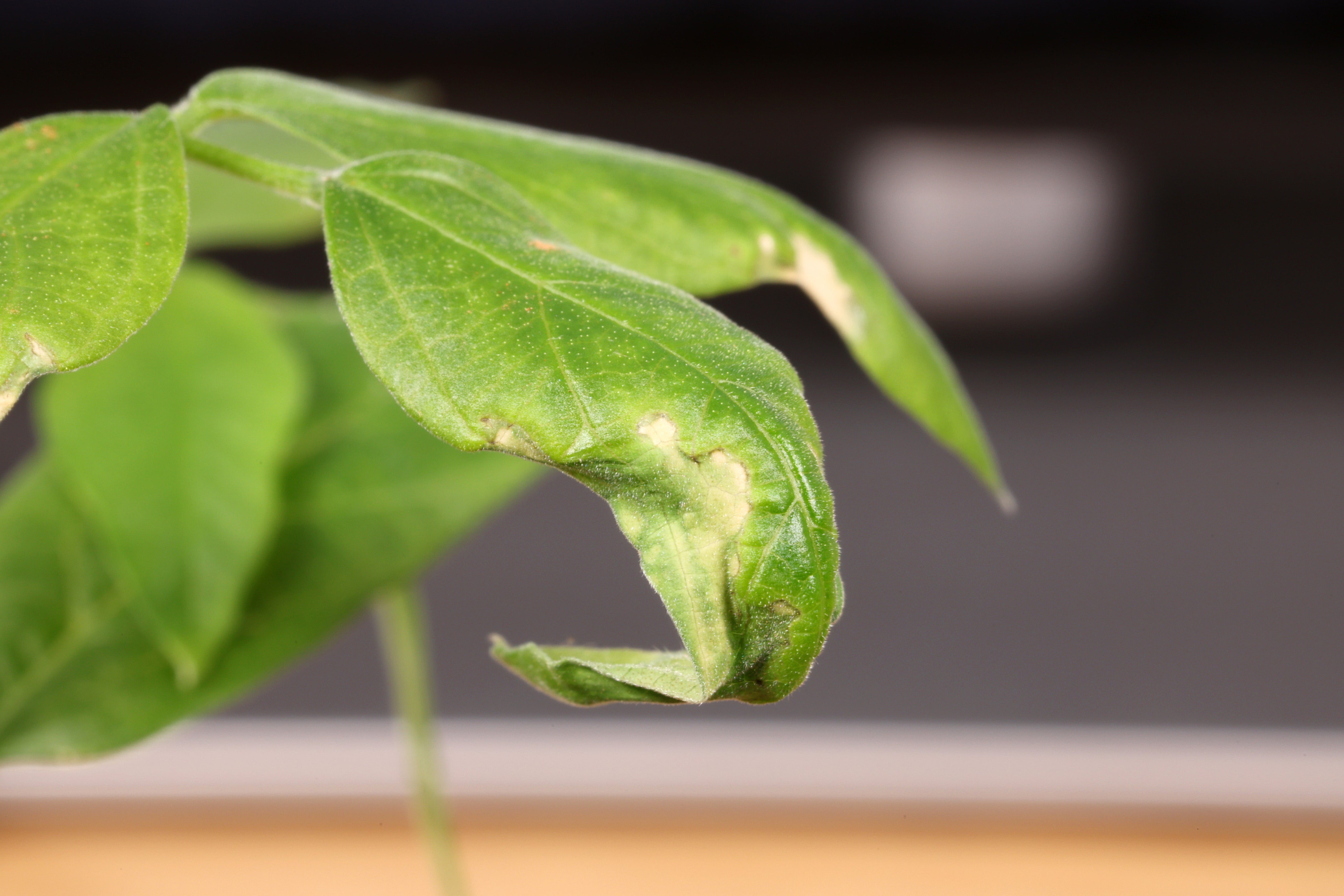 Detailed view of curled pigeon pea bonsai leaves with silvery-white scars showing additional signs of stress or insect feeding.