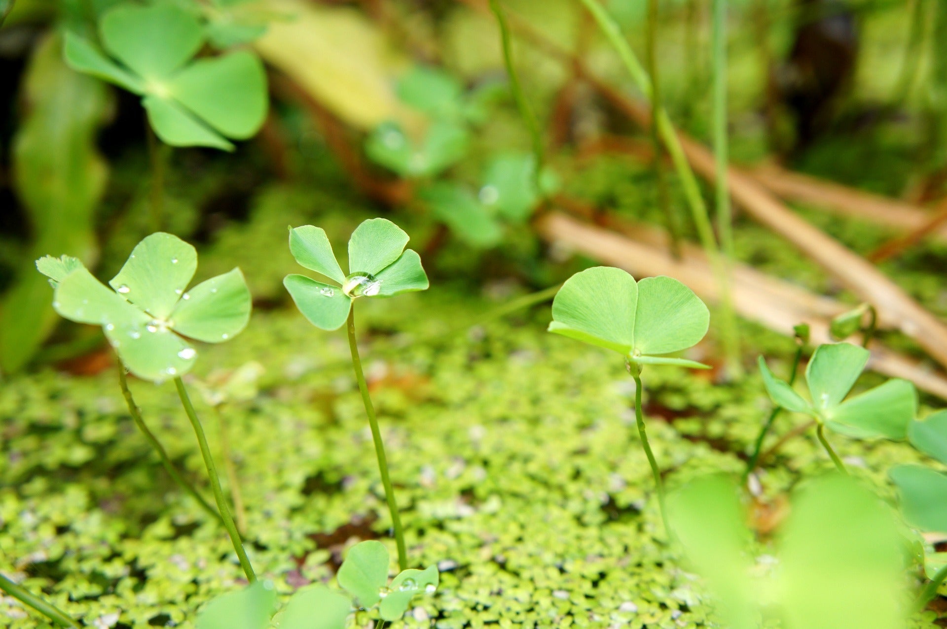 What happens exactly when you put a seed in the ground?