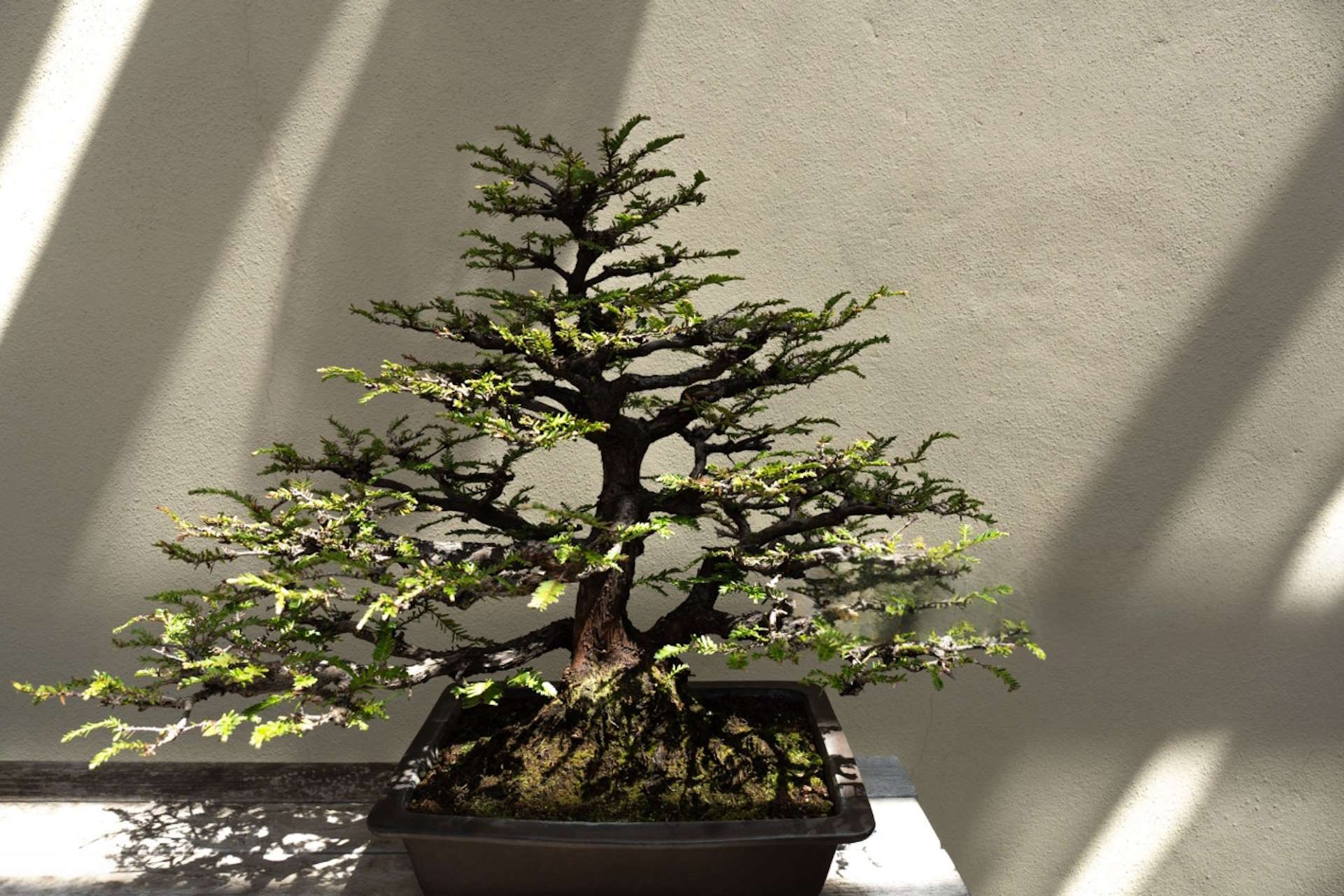 Exploring unique and challenging bonsai species to cultivate for advanced growers.