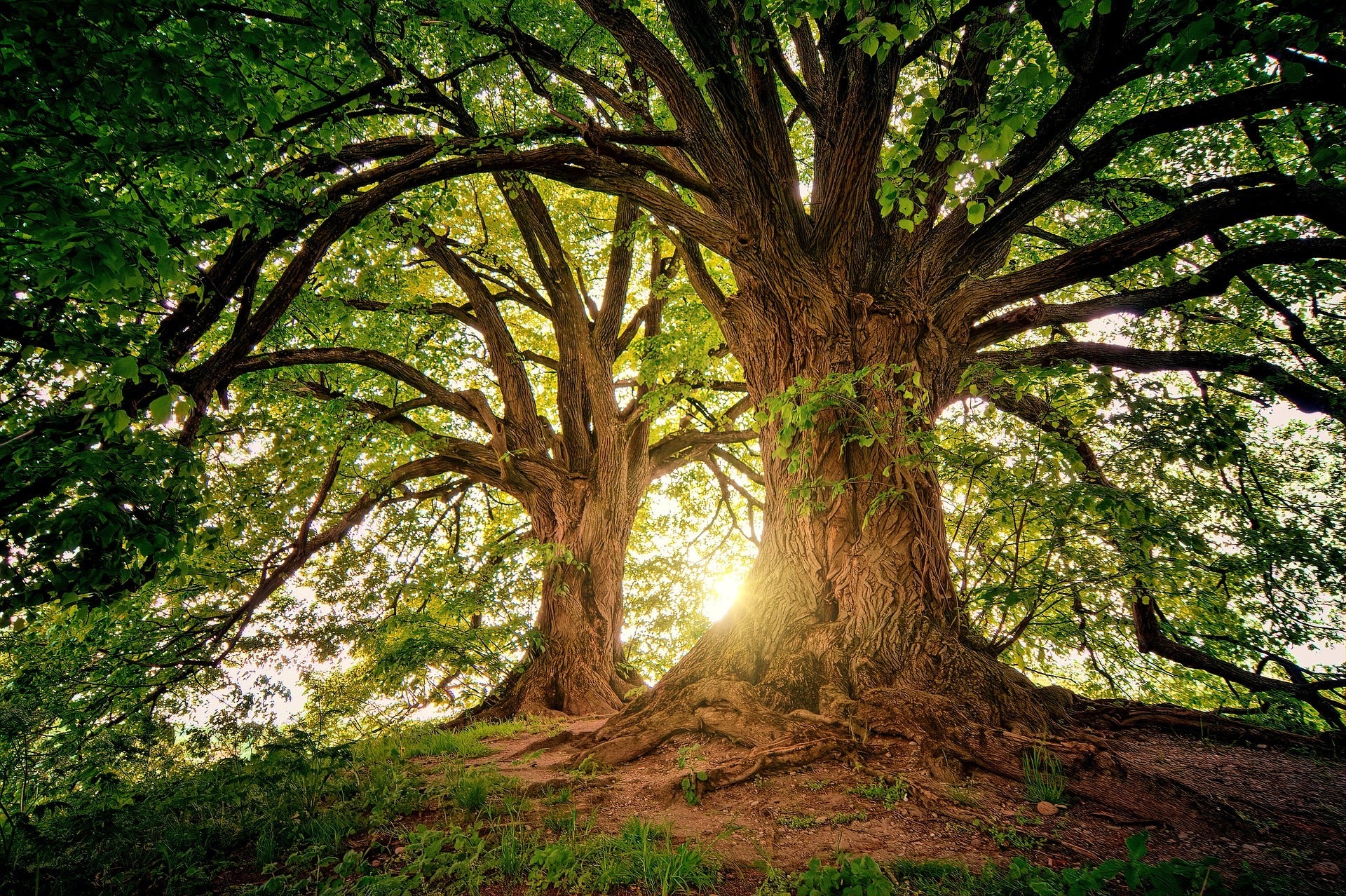 From Root to Leaf: Understanding the Essential Connection in Plants