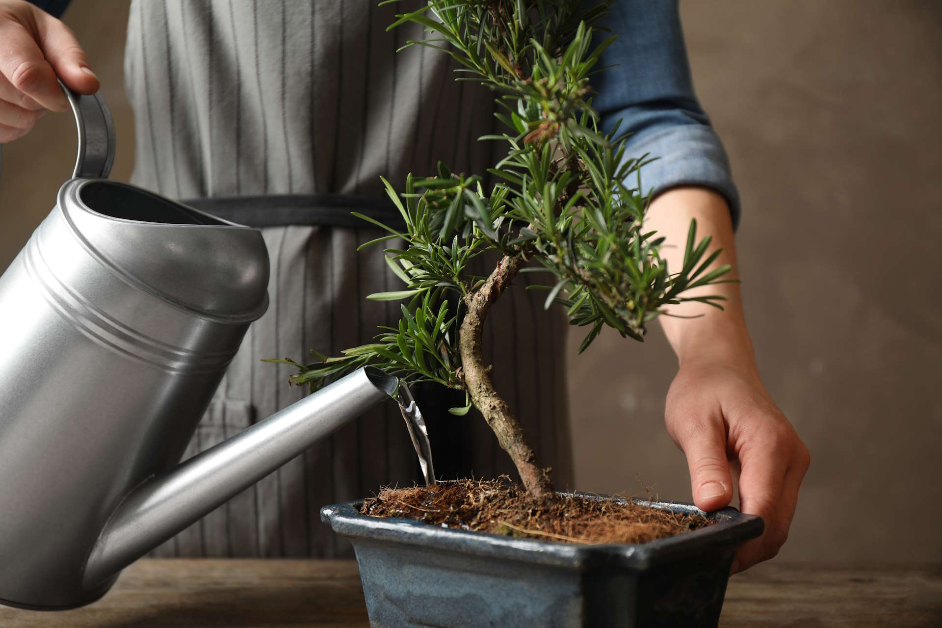 Overwatering vs underwatering of bonsai: key differences, signs to watch for, and tips for maintaining proper watering techniques to ensure healthy bonsai tree growth and prevent damage.