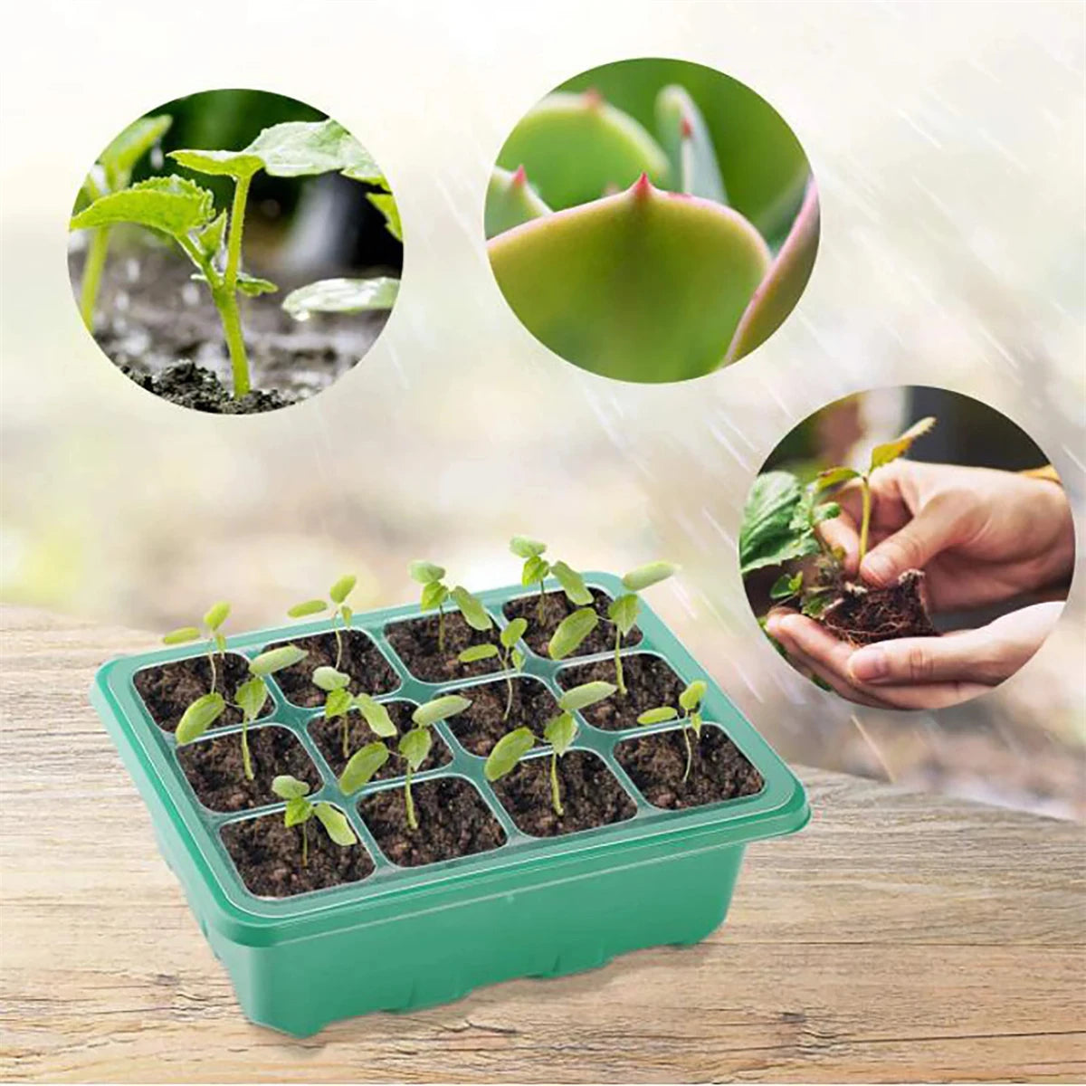 Seedling Starter Tray Germination Box