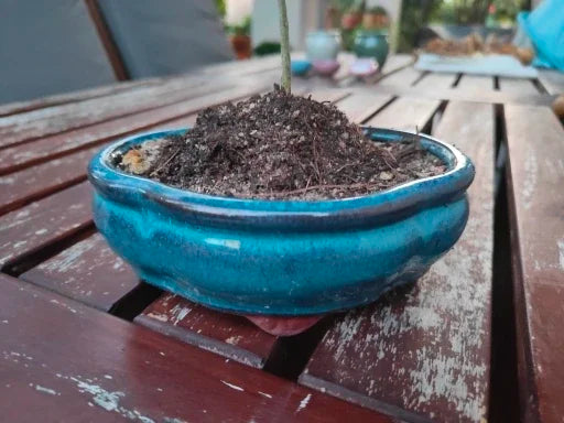 Bonsai Ceramic Pot