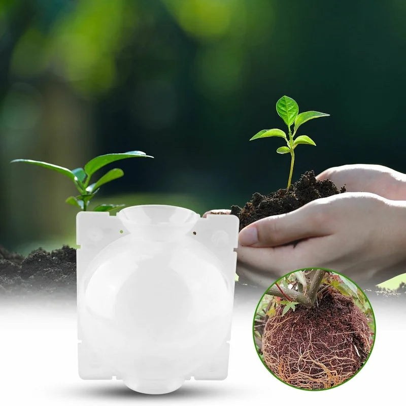 10-Piece Reusable Plant Rooting Boxes