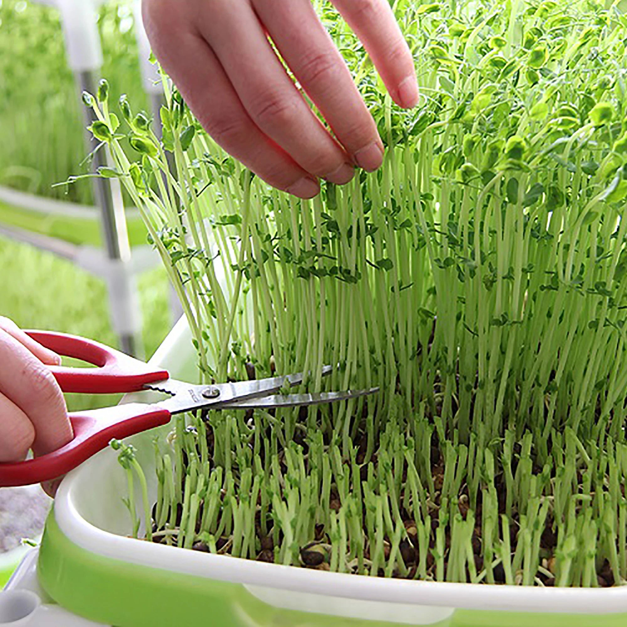 Seed Germination Tray Pot