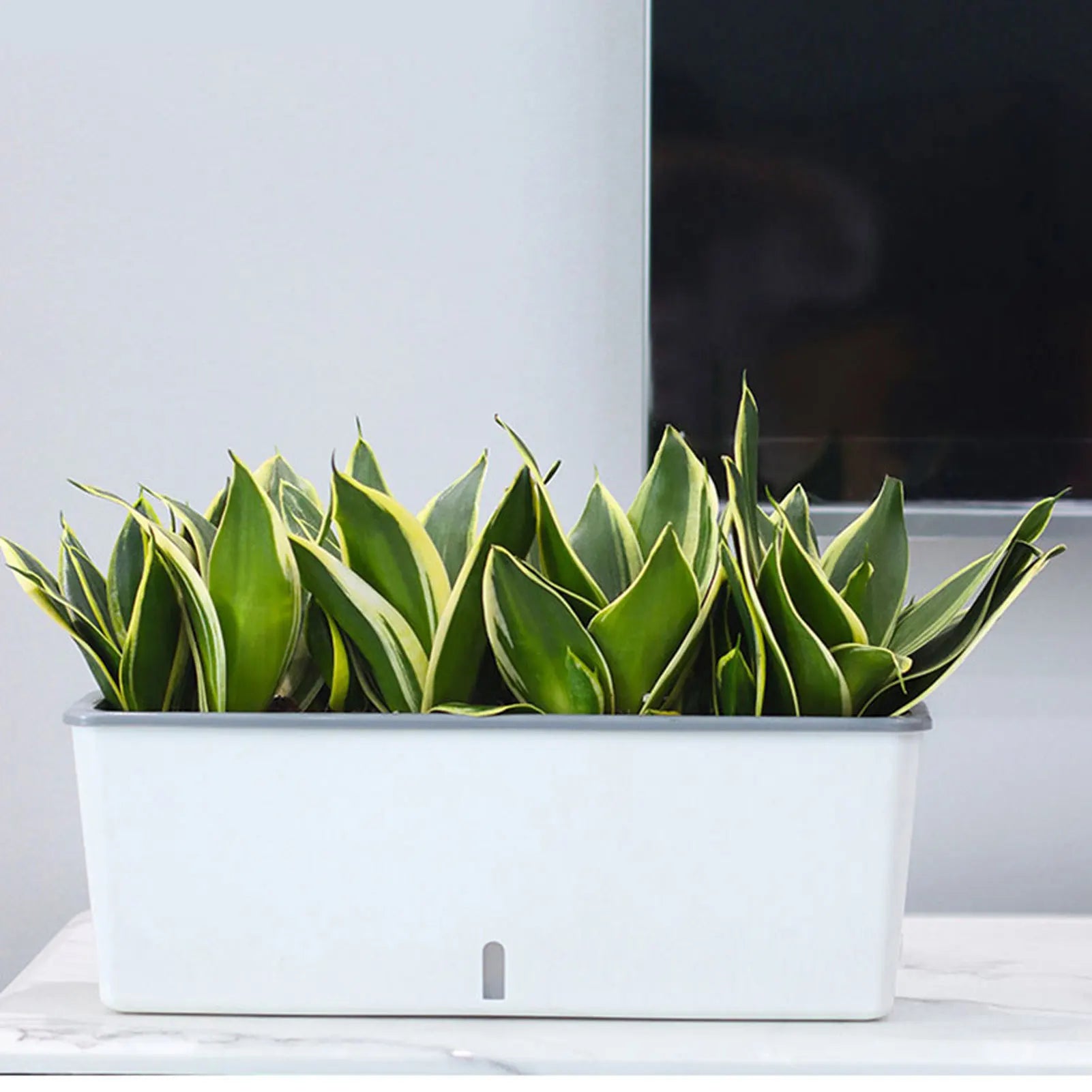 Self-Watering Planter Pots