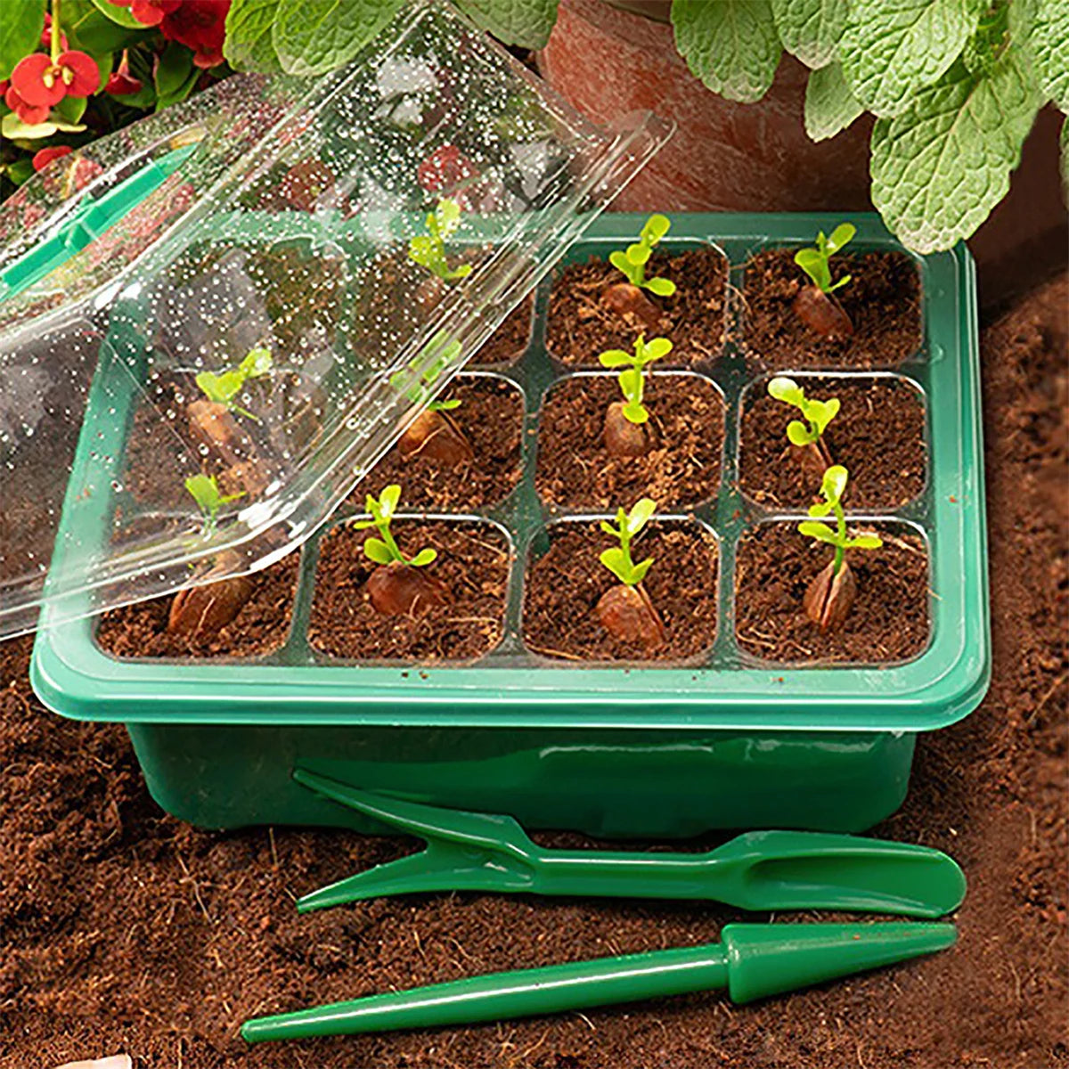 Seedling Starter Tray Germination Box